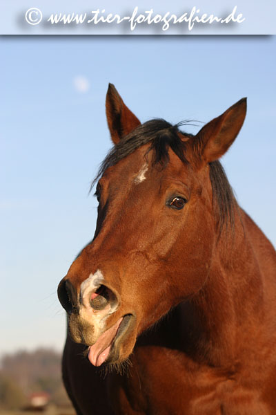 Quarter Horse