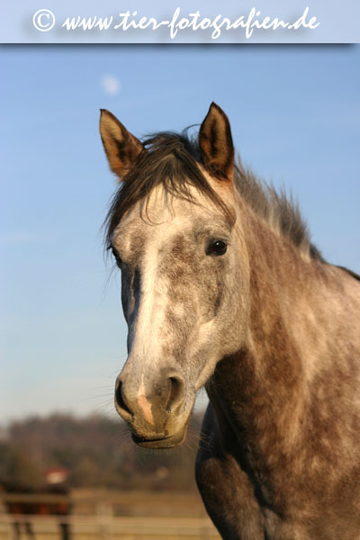 Quarter Horse
