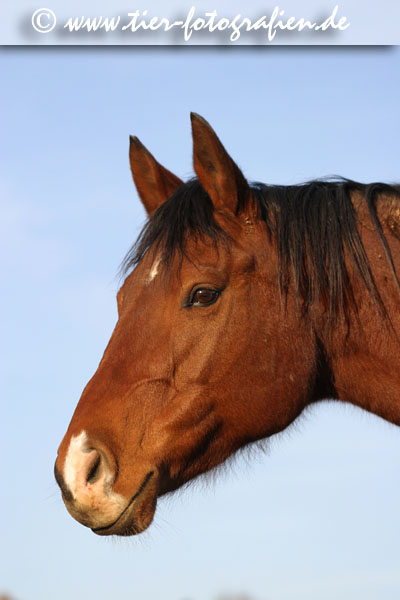 Quarter Horse