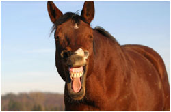 Quarter Horse