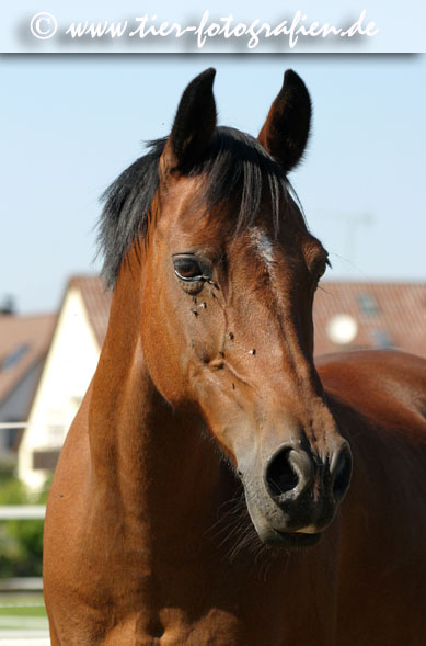 Deutsches Reitpony