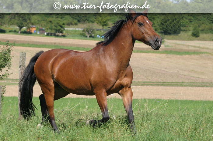 Deutsches Reitpony