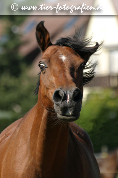 Deutsches Reitpony