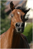 Deutsches Reitpony