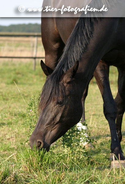 Haflinger Stute