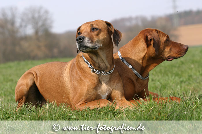 Rhodesian Ridgeback Hndin