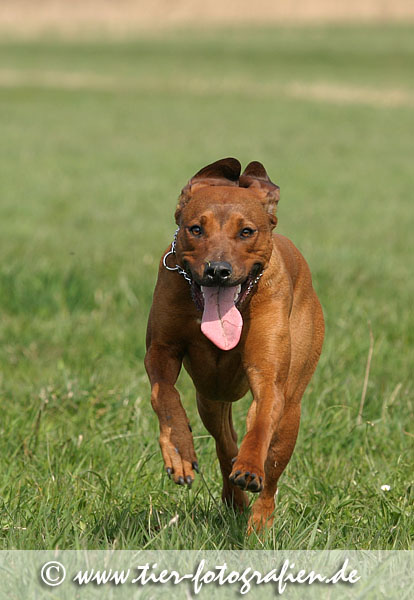 Rhodesian Ridgeback
