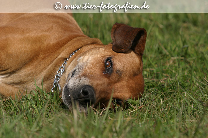 Rhodesian Ridgeback