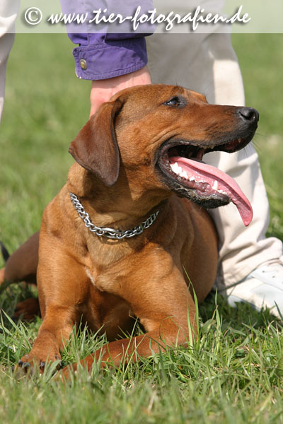 Rhodesian Ridgeback