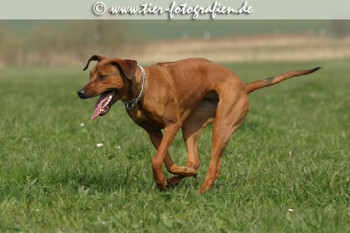 Rhodesian Ridgeback Hndin