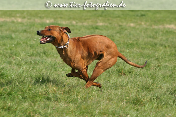 Rhodesian Ridgeback