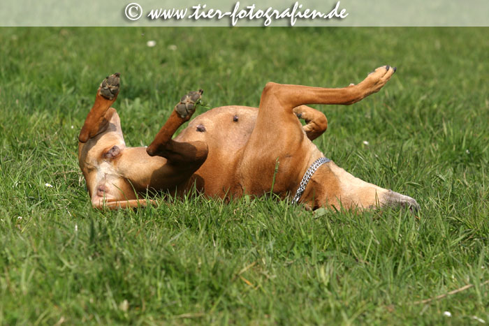 Rhodesian Ridgeback