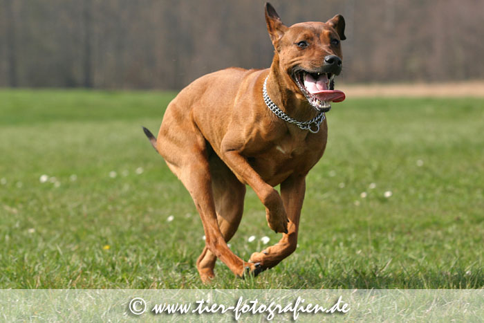 Rhodesian Ridgeback