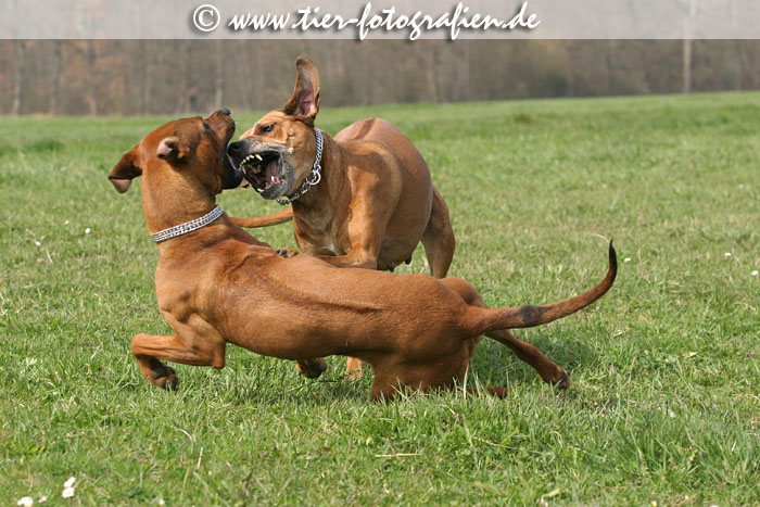 Rhodesian Ridgeback