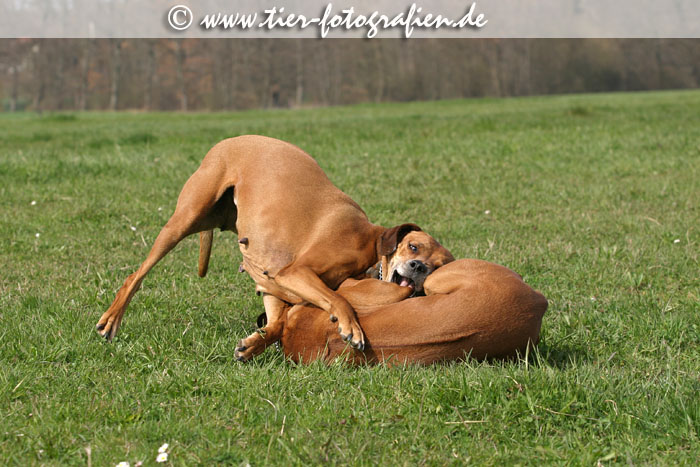 Rhodesian Ridgeback