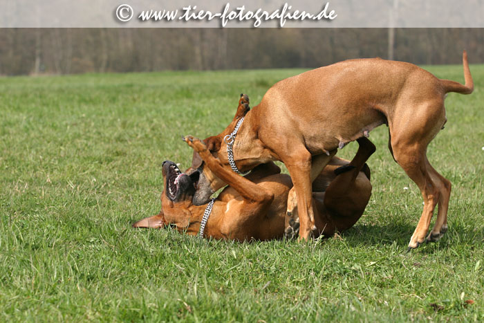 Rhodesian Ridgeback Hndin