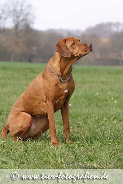 Rhodesian Ridgeback