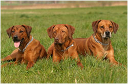 Rhodesian Ridgeback