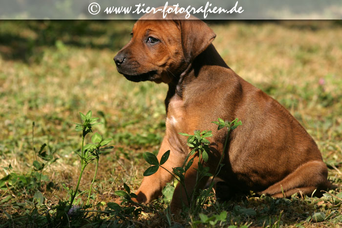 Rhodesian Ridgeback Welpen