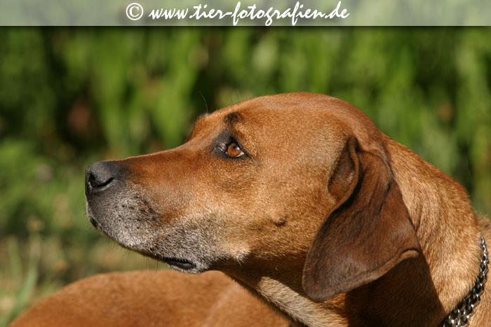 Rhodesian Ridgeback