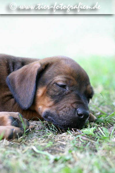 Rhodesian Ridgeback Welpen