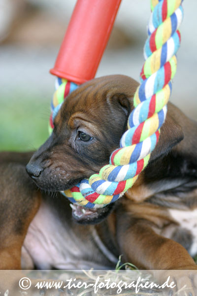 Rhodesian Ridgeback Welpen