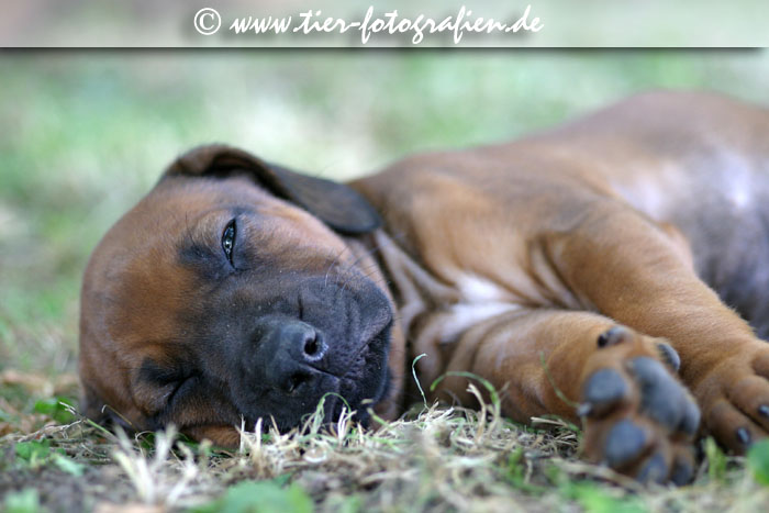 Rhodesian Ridgeback Welpen
