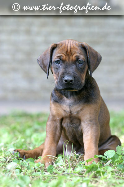 Rhodesian Ridgeback Welpen