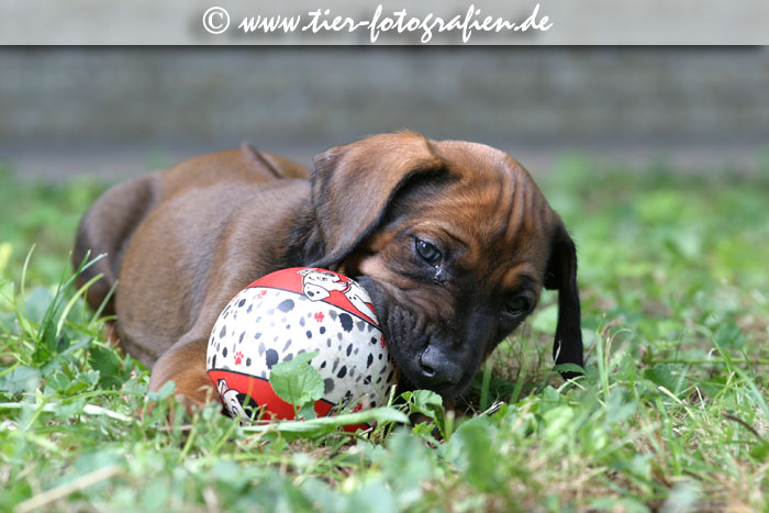 Rhodesian Ridgeback Welpen
