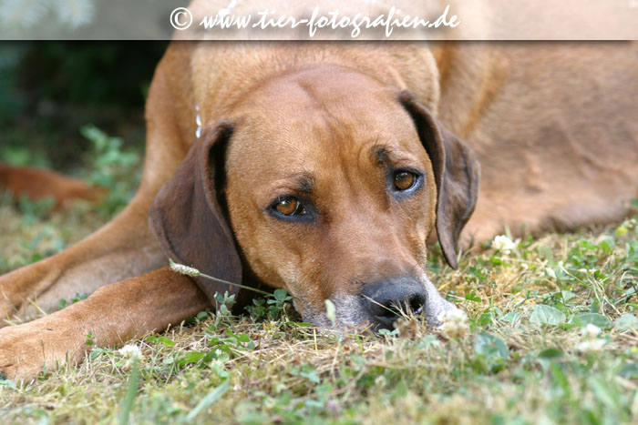 Rhodesian Ridgeback Welpen