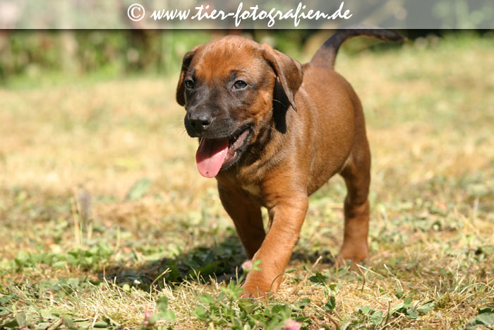 Rhodesian Ridgeback Welpen