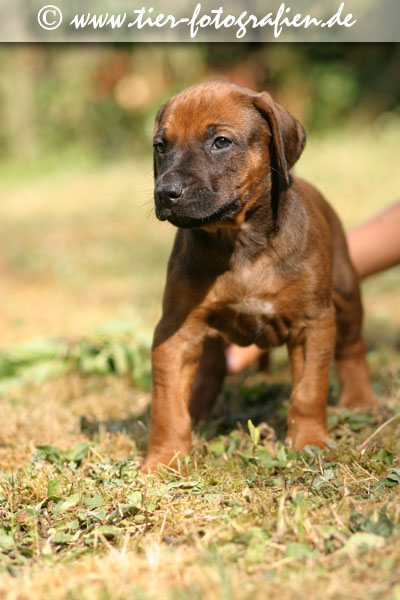 Rhodesian Ridgeback Welpen