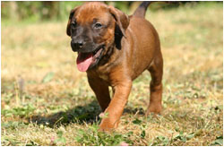 Rhodesian Ridgeback Welpen
