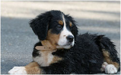 Berner Sennenhund Welpe