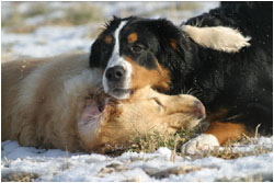 Golden Retriever und Berner Sennenhund beim Spielen