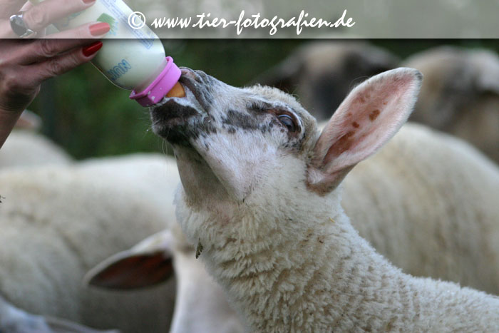 Lamm mit Flasche