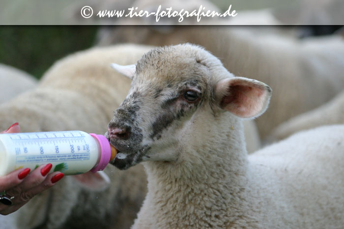 Lamm mit Flasche