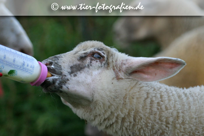 Lamm mit Flasche