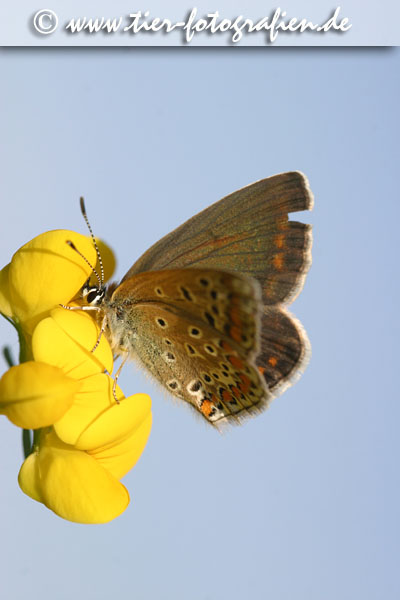 Gemeiner Bluling