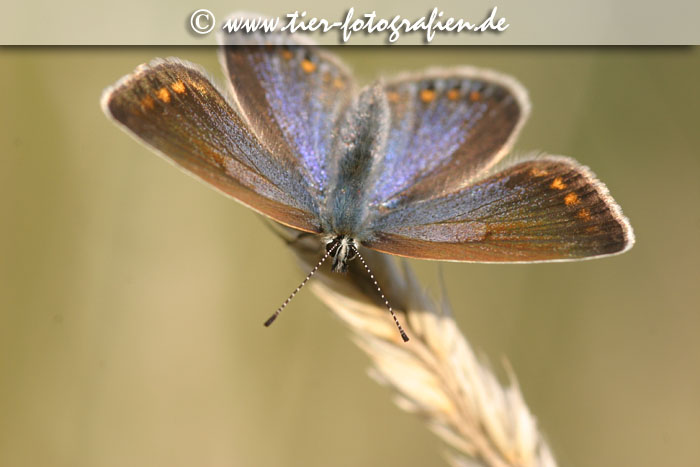 Gemeiner Bluling