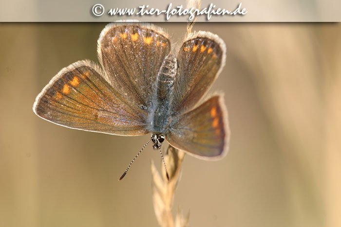 Gemeiner Bluling