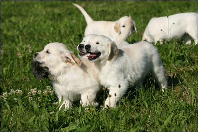 Golden Retriever Welpen