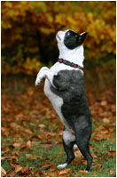Boston Terrier macht Mnnchen - Hunde Fotoshooting