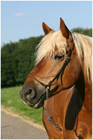 Haflinger Wallach mit Showhalfter - Pferde Fotoshooting