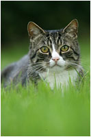Katzen Fotoshooting