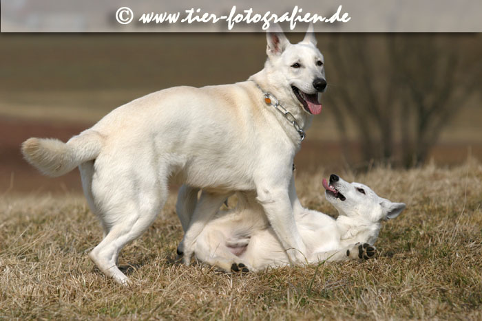Weie Schferhunde