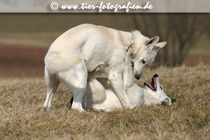 Weie Schferhunde
