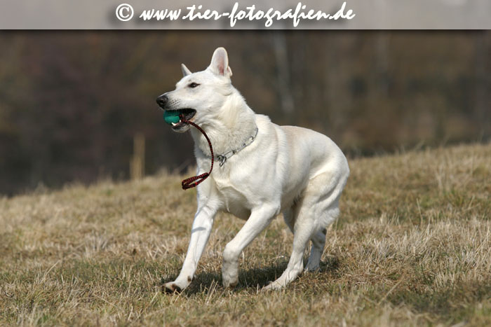 Weie Schferhunde