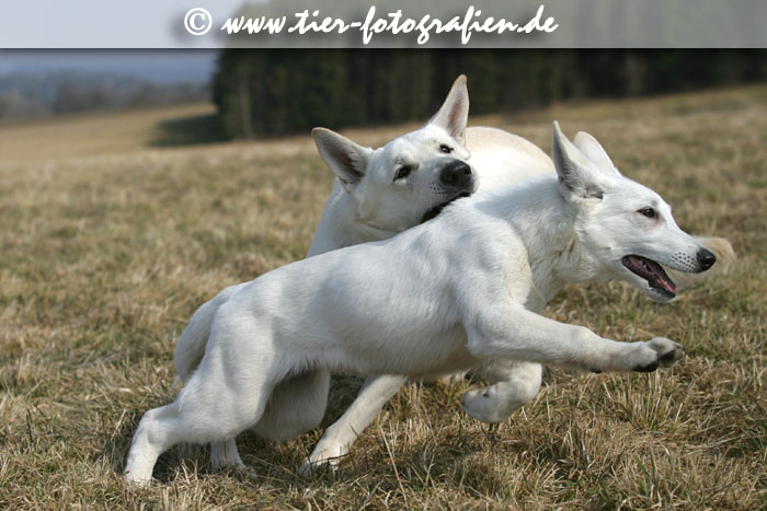 Weie Schferhunde