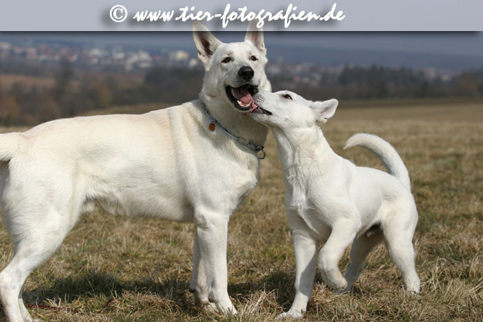 Weiße Schäferhunde
